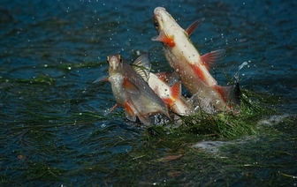 Министерство природных ресурсов переносит сроки весеннего запрета на лов рыбы