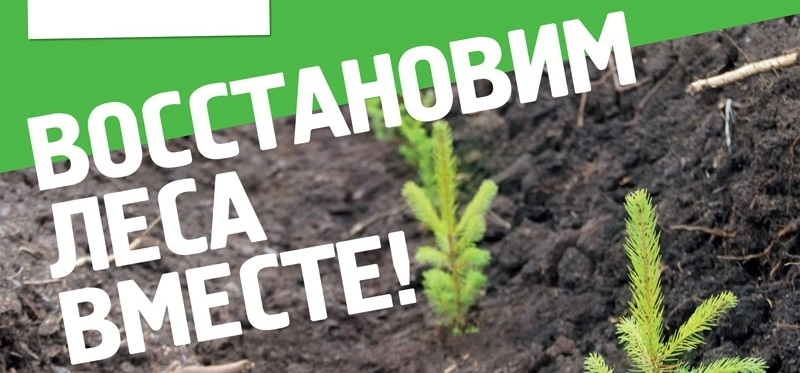 На Волковыщине в акции «Неделя леса» приняло участие более 700 человек