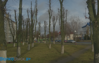 Для высечкі небяспечных дрэў з 31 снежня не трэба будзе дазвол выканкама