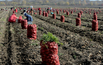 В Беларуси началась массовая уборка картофеля