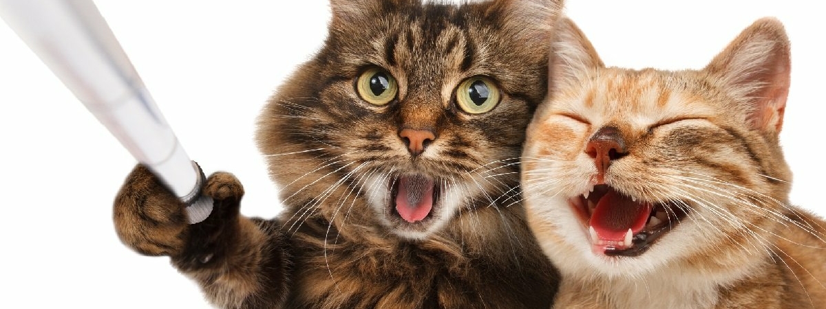 Красивые, но глупые: 10 пород кошек, с которыми придется немножко помучится