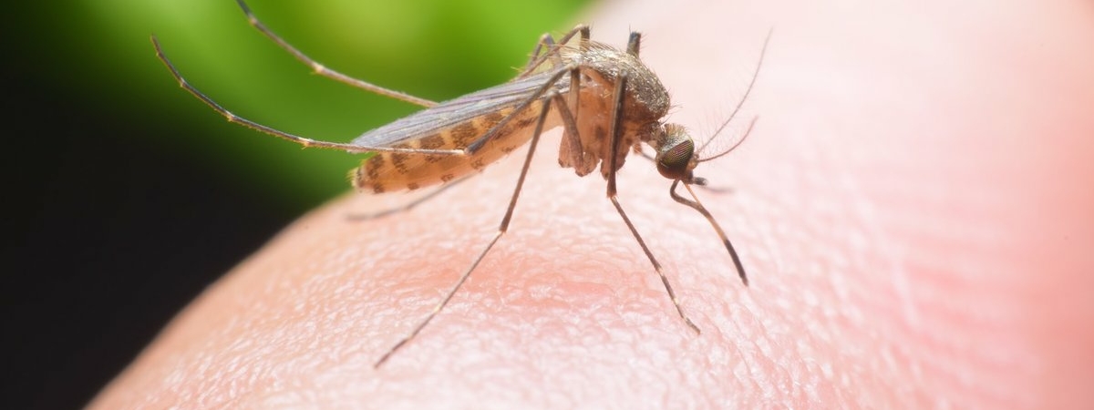 Комары кусают не всех? Названы люди, которые становятся жертвами насекомых