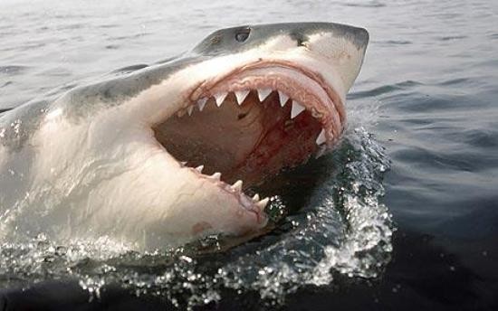 There's a spot in the Pacific Ocean called the "White Shark Cafe." This is where great white sharks congregate to mate.