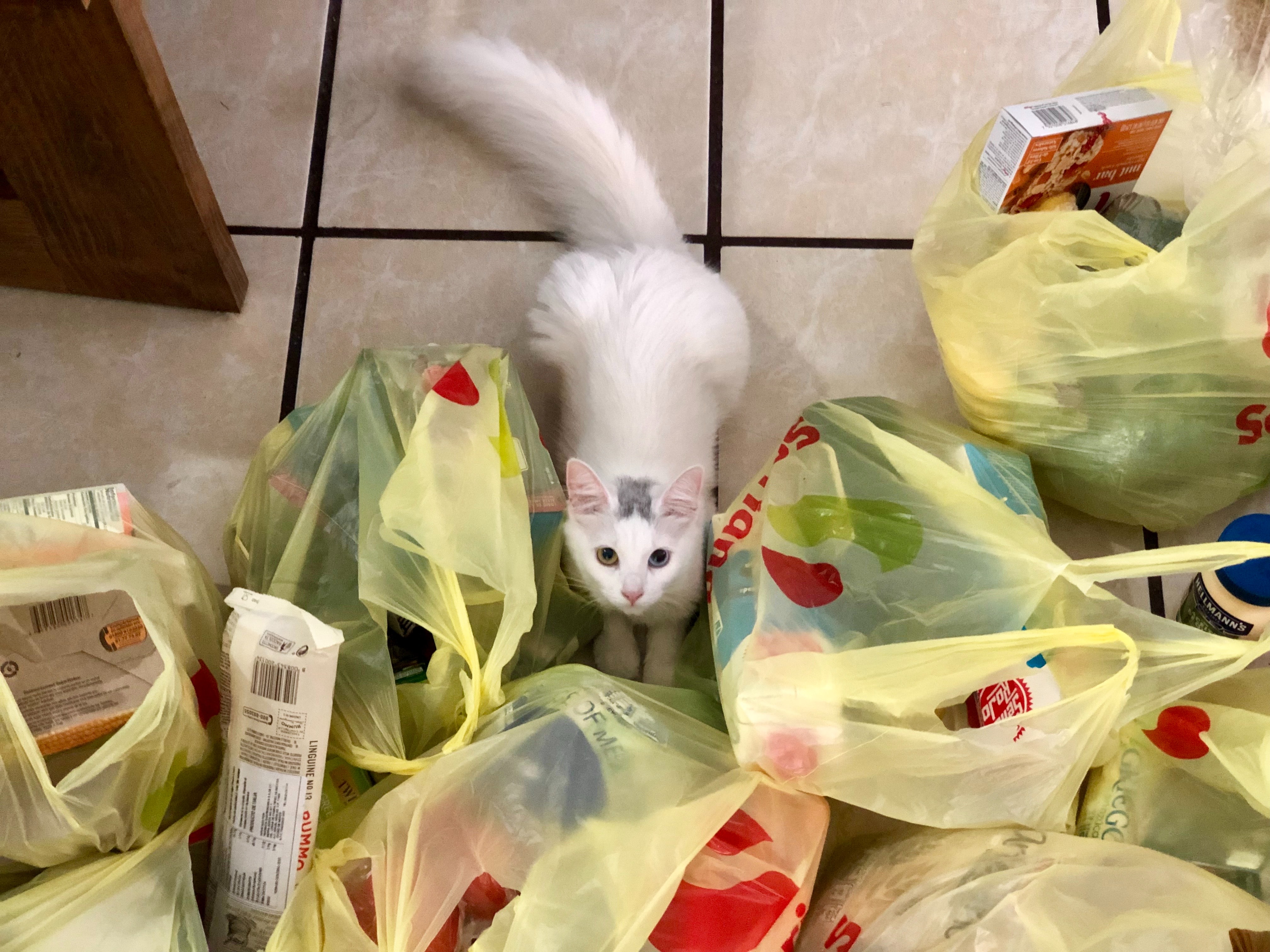 Кот с пакетом